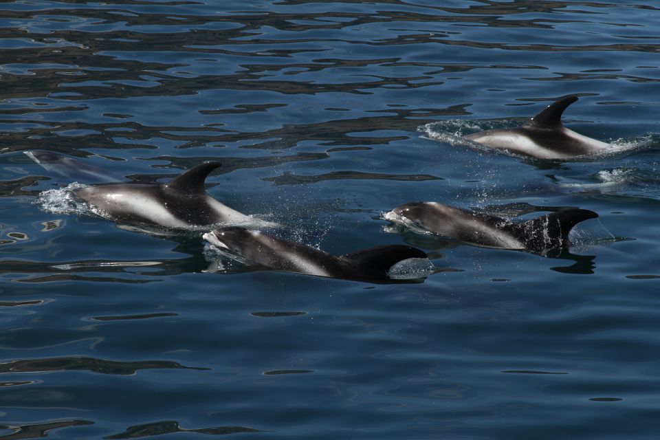 From Húsavík: Traditional Whale Watching Tour - Important Information