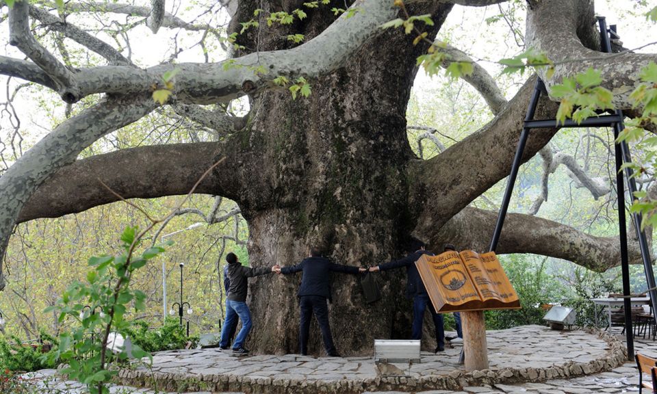 From Istanbul: Private Bursa City Day Trip - Admire the Majestic 600-Year-Old Pine Tree