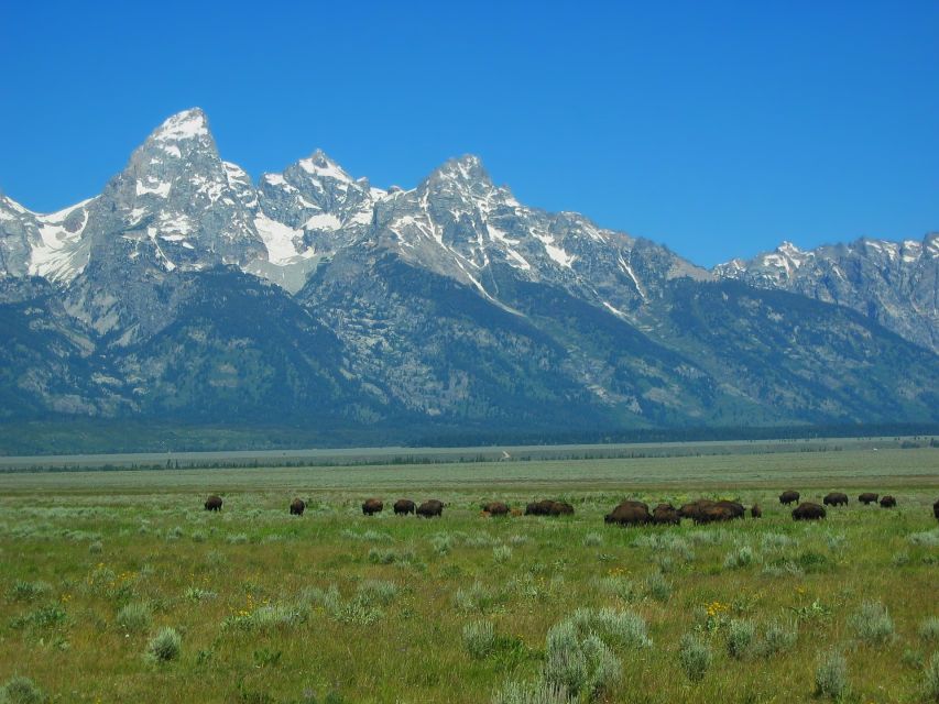 From Jackson: Half-Day Grand Teton National Park Tour - Cancellation Policy