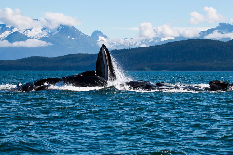 From Juneau: Whale Watching Cruise With Snacks - Inclusions and Exclusions