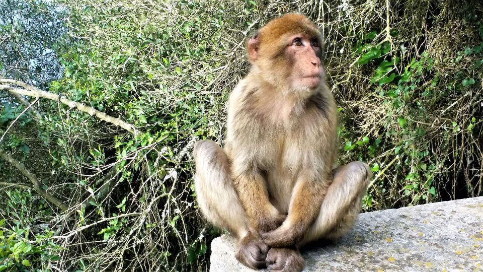 From Malaga or Marbella: Private Gibraltar Tour - Exploring the Nature Reserve