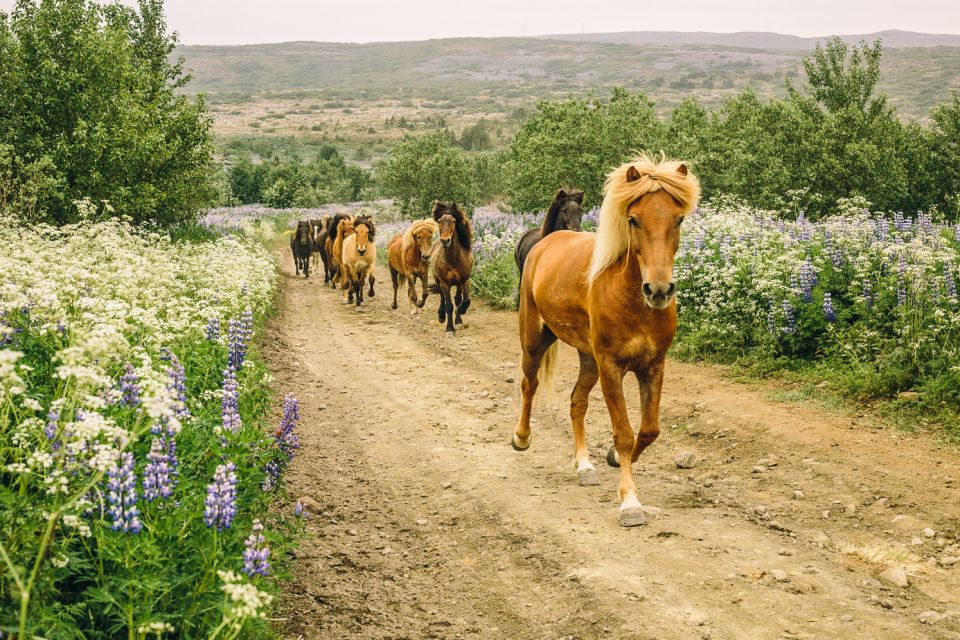 From Reykjavik: Icelandic Horse Riding Tour in Lava Fields - Exploring Lava Fields on Horseback