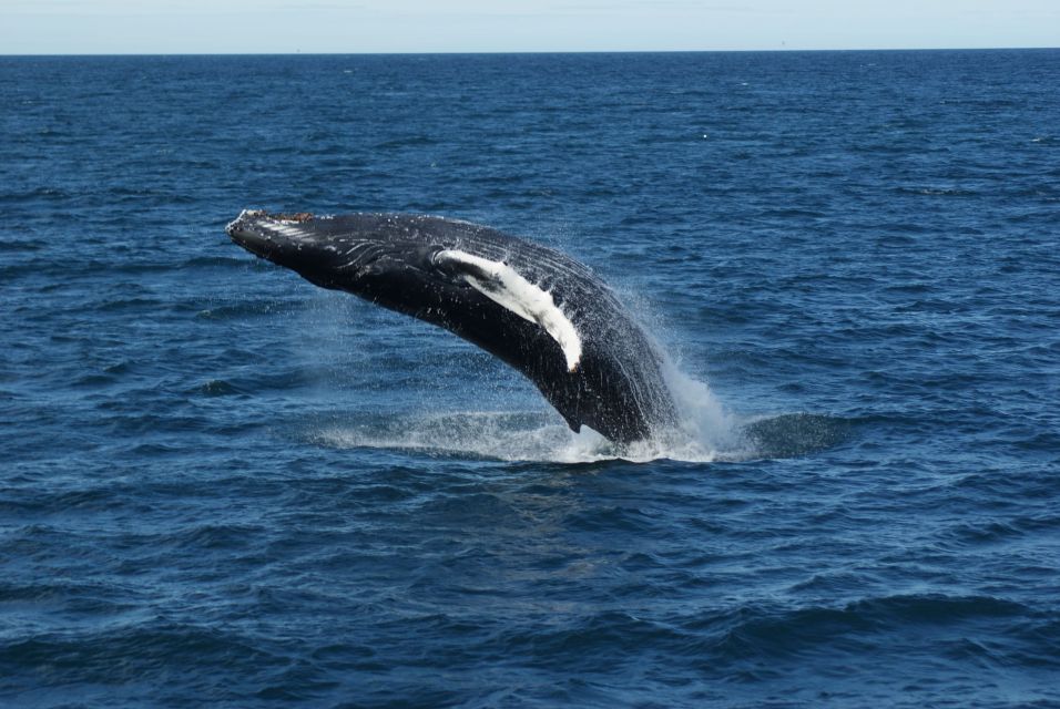 From Reykjavik: Whale Watching Tour - Important Information