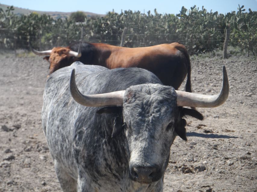 From Seville: Half-Day Bull Breeding Farm Tour - Cancellation Policy