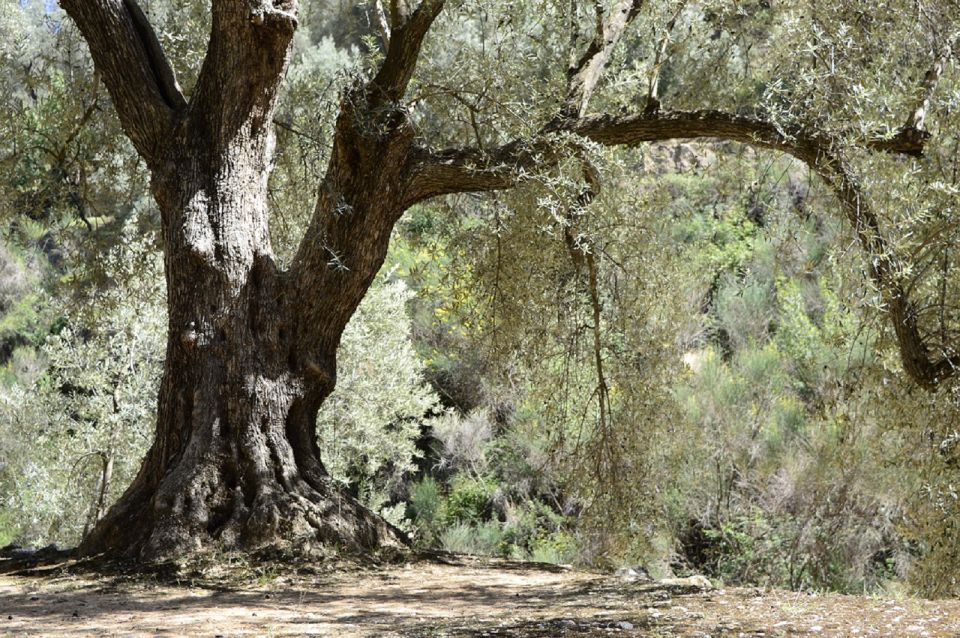 From Seville: Olive Oil Farm Tour - Production Process Insights