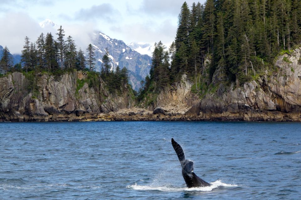 From Seward: Half-Day Resurrection Bay Wildlife Cruise Tour - Preparation Tips