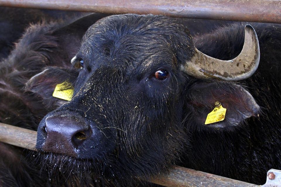 From Sorrento: Paestum Temples and Buffalo Mozzarella Farm - Visiting the Buffalo Mozzarella Farm