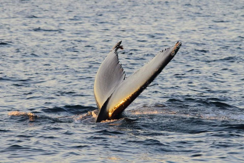 From Tromsø: All-Inclusive Whale and Sea Bird Boat Cruise - Onboard Amenities