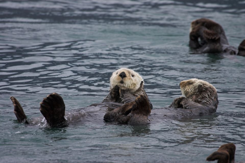 From Valdez: 7.5-hour Meares Glacier & Wildlife Cruise - Accessibility and Duration