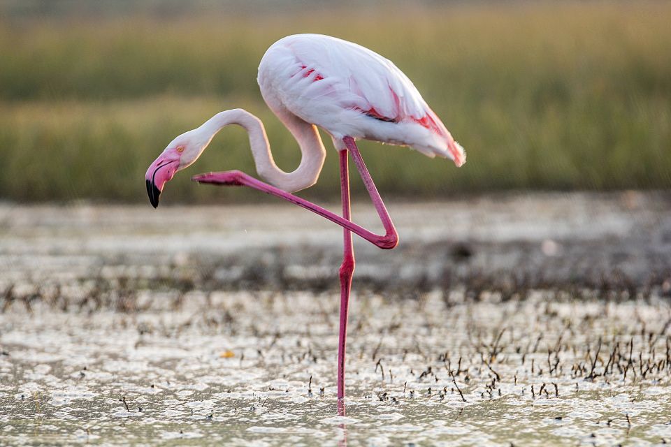 From Valencia: Private Albufera Van Tour With Boat Ride - Key Highlights