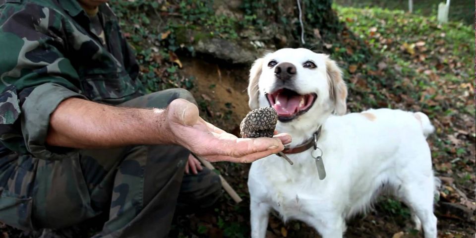 Full-Day Barbaresco Wine Tour With Truffle Hunting and Lunch - Winery Tour and Tasting