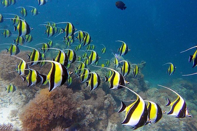 Full Day Group Tour to Mnemba Island for Snorkeling Activities - Accessibility