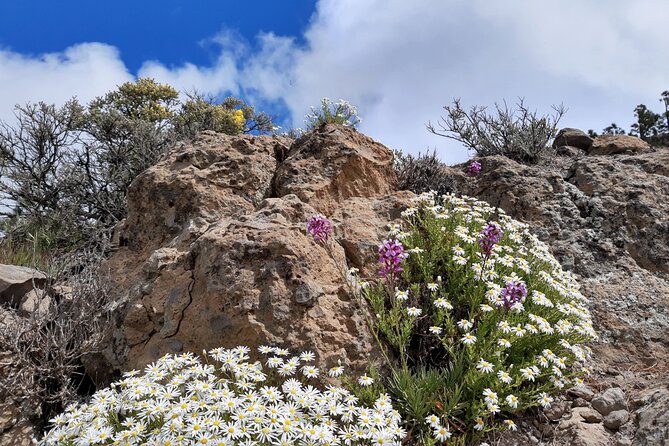 Full Day Hiking Gran Canaria Peaks of Gran Canaria - Cancellation Policy Details