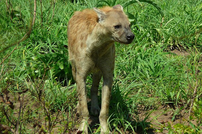 Full Day Safari in the Kruger National Park From Hazyview - Wildlife Sightings