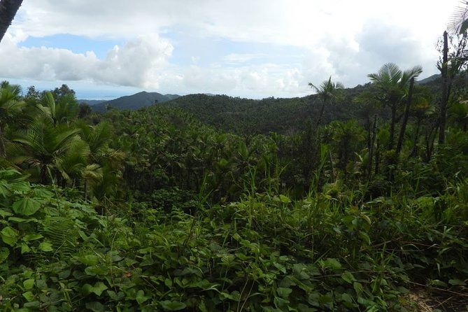 Full-Day Tour: El Yunque, Luquillo Beach, Bio Bay Night Kayaking - Variety of Activities