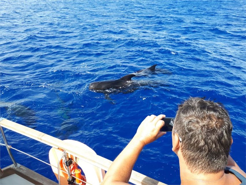 Funchal: Dolphin and Whale Watching Sailing Trip - Customer Ratings and Reviews