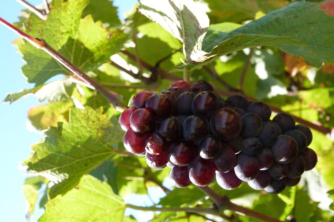 Golden Stones Beaujolais Wine Tour With Tastings From Lyon - Winemakers Estate and Additional Tastings