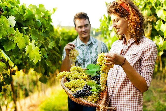 Grape Stomping in Tuscan Farmhouse From Florence - Castellina in Chianti Hamlet