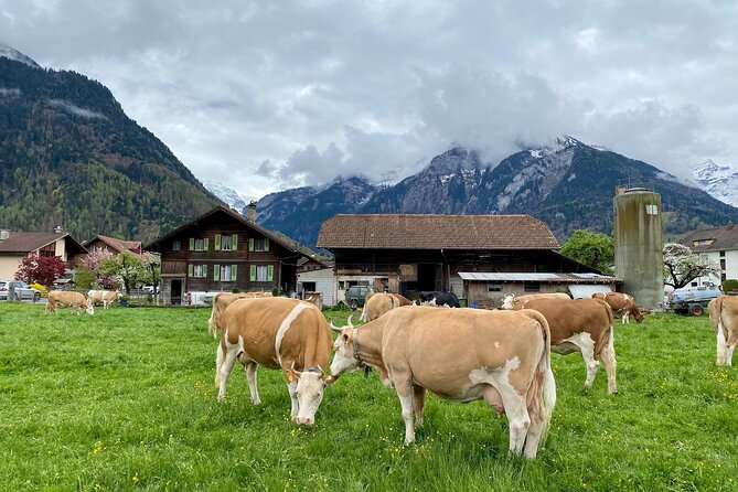 Grindelwald, Lauterbrunnen & Mürren Private Day Trip From Zurich - Infant Seats and Stroller Accessibility