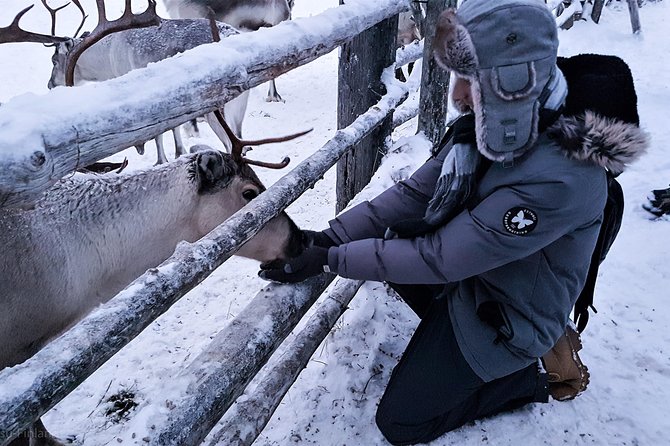 Guided Reindeer Farm Visit and One Hour Sledge Safari - Additional Details