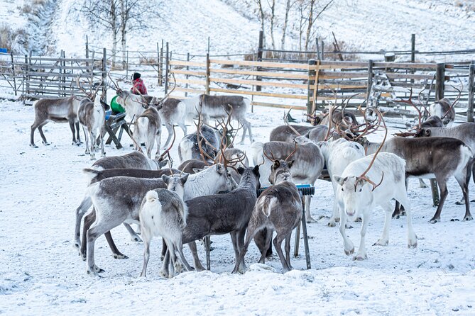 Half-Day Experience in Local Reindeer Farm in Lapland - Reindeer Farm Visit and Sled Ride