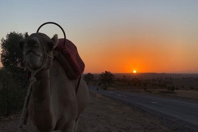 Half Day of Quad and Camel Ride With Moroccan Tagine at Lunch - Group Size and Pricing