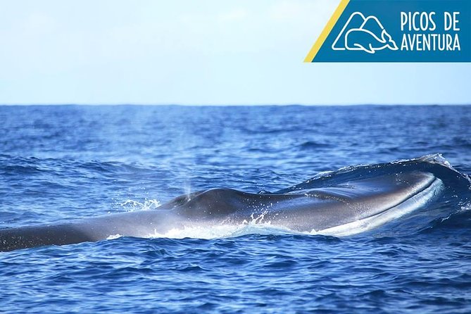 Half-Day Whale and Dolphin Watching Tour in Ponta Delgada - Whale and Dolphin Sightings