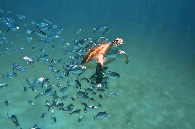 Harbour Lights - Chair & Turtle & Shipwreck Snorkel Tour - Accessibility and Public Transit