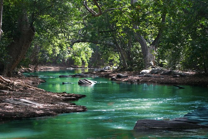 Hiking in the Black River Gorges National Parc - Native Forest - Private Guided Hike Experience