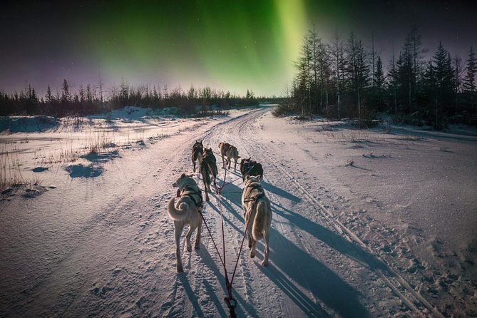 Hunting Northern Lights With Husky - Traveler Reviews and Feedback