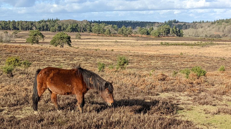 Introduction to the New Forest (Wilverley) - Nature Conservation and Responsible Recreation