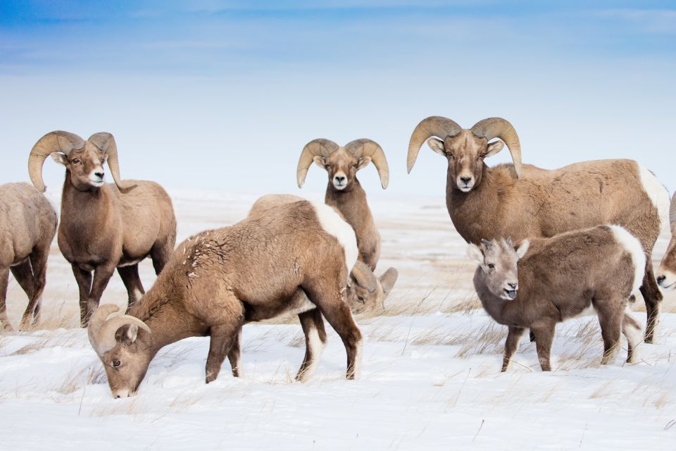 Jackson: Grand Teton & Native American Petroglyph Tour - Bighorn Sheep Interpretive Center