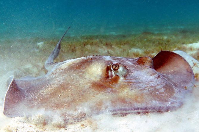 Kayak and Sea Turtle Snorkel With Beach Break - Snorkeling Experience