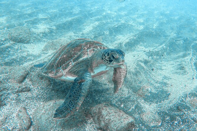 Kayaking + Snorkeling With Turtles - Inclusions and Exclusions of the Activity