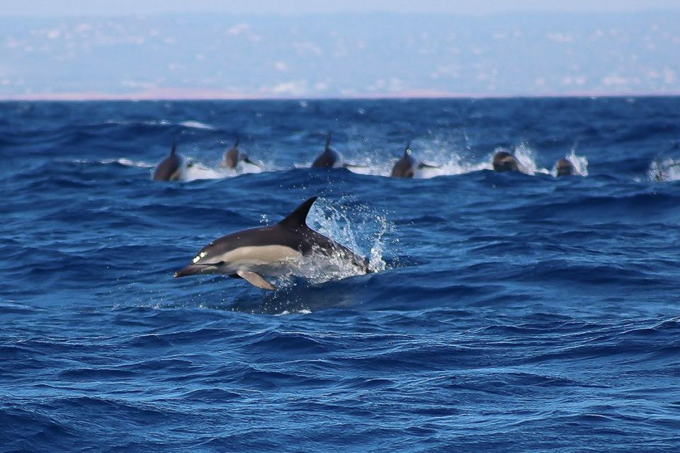 Lagos: Dolphin Watching With Professional Marine Biologists - Bottlenose and Common Dolphins