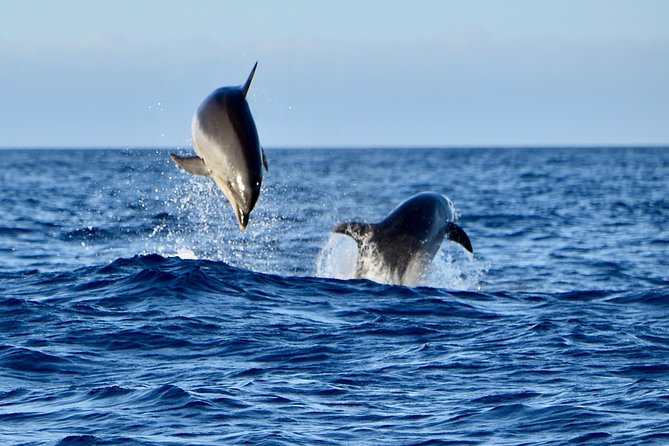 Lanzarote Sea Safari From Puerto Calero - Directions to the Meeting Point