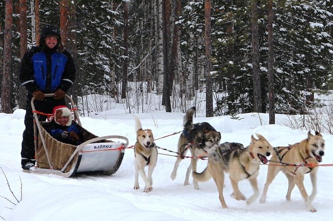 Lapland Reindeer and Husky Safari From Rovaniemi - Husky Sled Ride