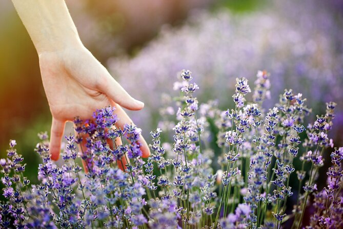 Lavender Route - Small-Group Day Trip From Avignon - Visit to Senanque Abbey