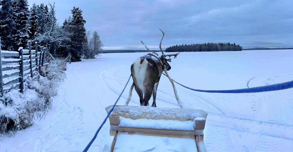 Levi: Lapland Reindeer Safari - Important Information for Participants