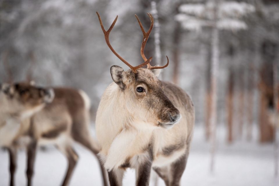 Levi: Traditional Reindeer Husbandry Experience - Frequently Asked Questions