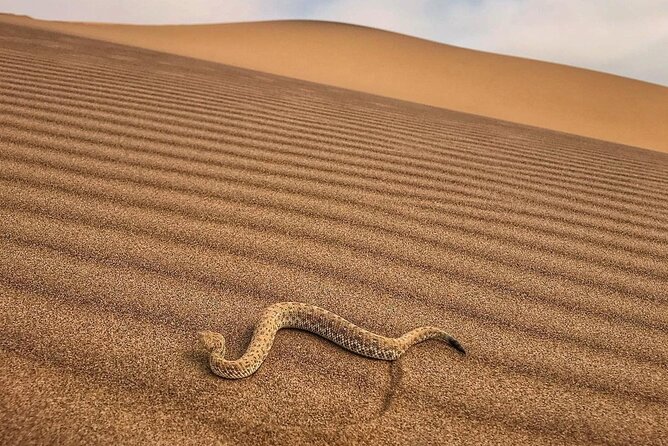 Living Desert Eco Dune Tour - Eco Dune Tour Reviews