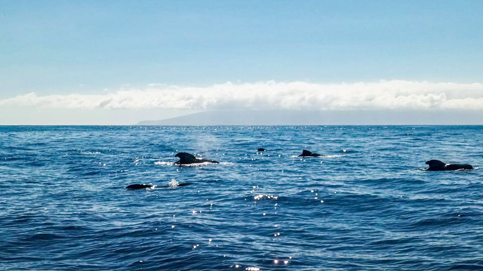 Los Gigantes: Whales and Dolphin Watching Cruise With Lunch - Cruise Options