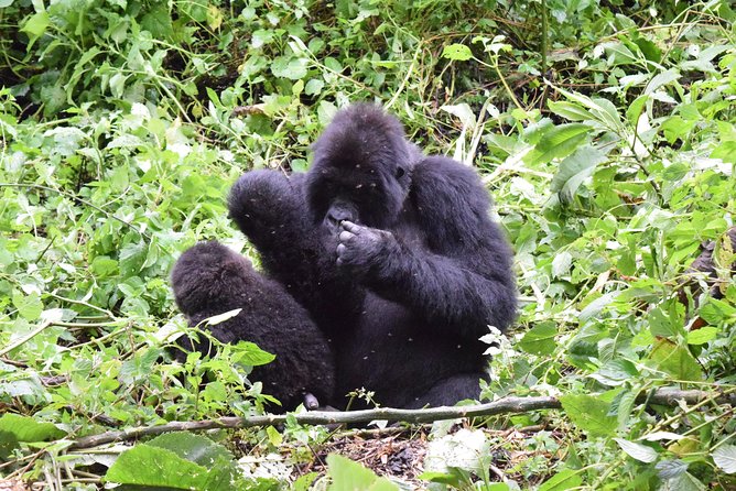 Lowland Gorilla Trekking in Kahuzi-Biega National Park - Gorilla Viewing