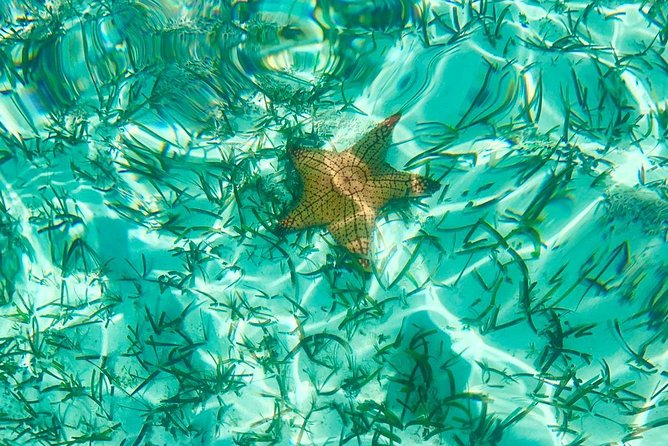 Mangrove & Iguana Clear Kayak Tour - Group Size Capped at 9