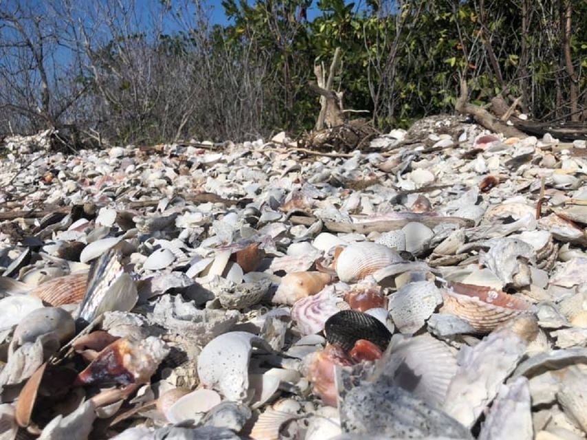 Marco Island: 1Ten Thousand Islands Dolphin & Shelling Tour - Meeting Point and Logistics