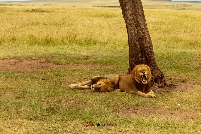 Masai Mara 3 Days Tour Safari Private 4WD Landcruiser - Masai Mara Experience