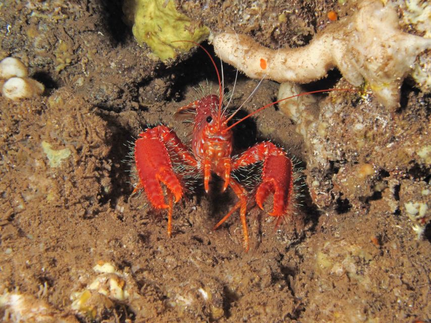 Maui: Eco-Friendly Conservation Dive for Certified Divers - Lahaina Underwater Exploration