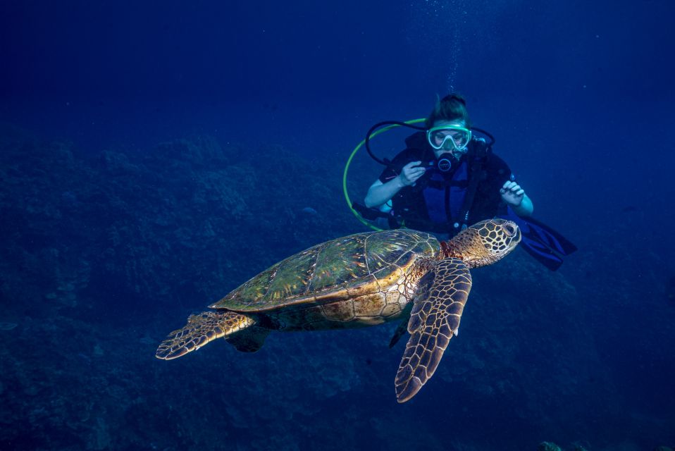 Maui: Small Group Shark & Turtle Scuba Dive From Shore - Customer Feedback and Ratings