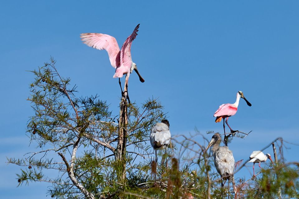 Miami: Everglades Full-Day Tour With 2 Boat Trips and Lunch - Pickup and Dropoff