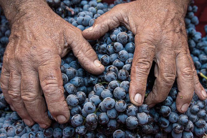 Montalcino: Brunello Wine Tasting Experience - Food Served With the Wines